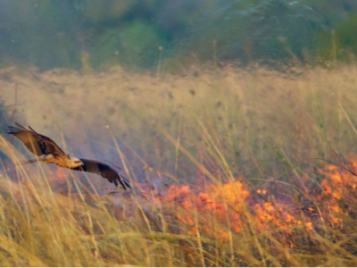Entre nécessité et catastrophe: les feux de forêt auront-ils la peau de la faune australienne ?